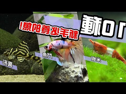適合養在房間 的魚